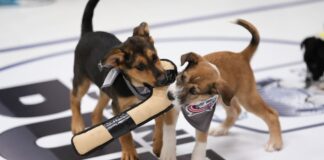 Stanley Pup Returns June 8 With Ovechkin, 32 Rescue Dogs Rescue dogs wearing NHL team bandanas play with a plush hockey stick on the miniature rink at the 2026 Stanley Pup competition