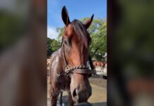 Johnny Gaudreau Horse Finishes Second at Belmont Park Thoroughbred Gaudreau, named for late NHL star Johnny Gaudreau, gets a bath at Belmont Park before the Champagne Stakes