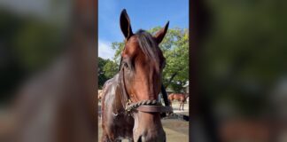 Johnny Gaudreau Horse Finishes Second at Belmont Park Thoroughbred Gaudreau, named for late NHL star Johnny Gaudreau, gets a bath at Belmont Park before the Champagne Stakes
