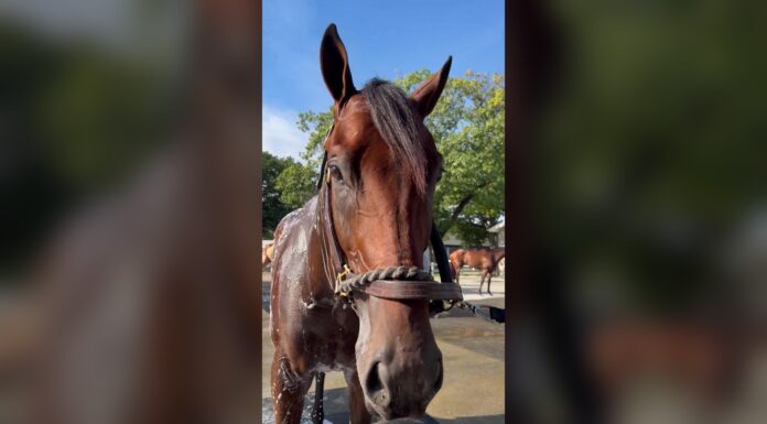 Johnny Gaudreau Horse Finishes Second at Belmont Park Thoroughbred Gaudreau, named for late NHL star Johnny Gaudreau, gets a bath at Belmont Park before the Champagne Stakes